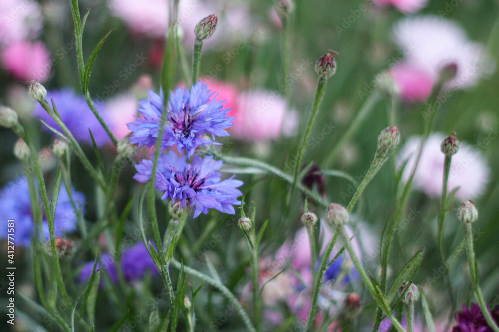 Fototapeta premium colorful cornflowers in the meadow