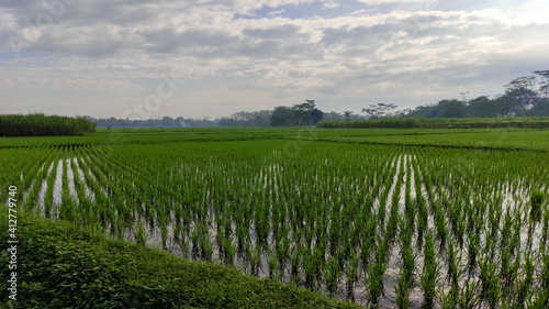 rice plants in rice fields between mountains in rural areas, South Malang, Malang Regency, East Java Province, Indonesia