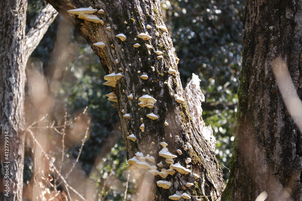 Obraz premium 樹木に白いキノコ