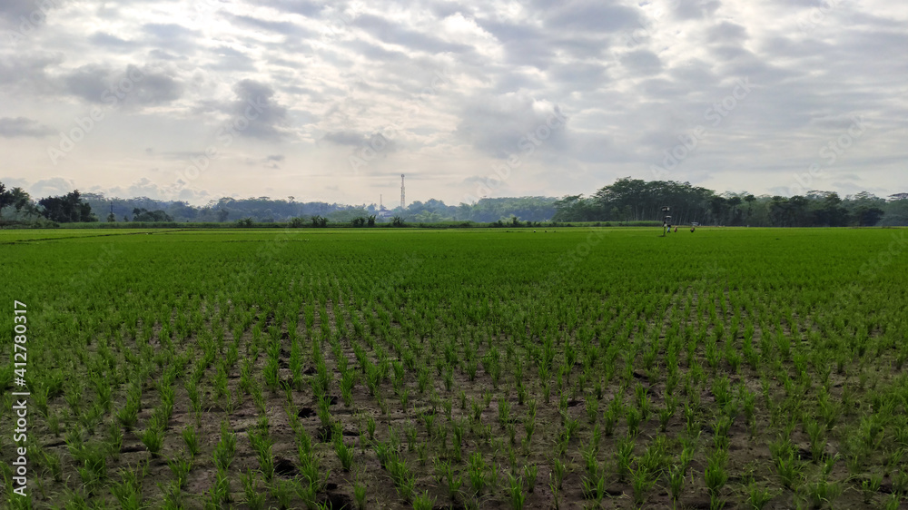rice plants in rice fields between mountains in rural areas, South Malang, Malang Regency, East Java Province, Indonesia