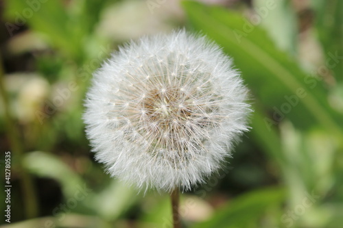 dandelion on green