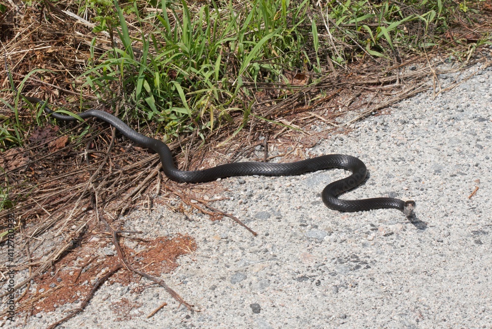 Snake Slithering on the Ground Snake Slithering on the Ground