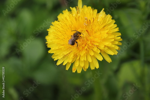 little bee on yellow dandelion