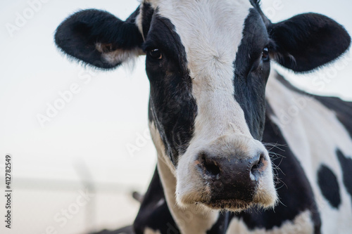 cow face at sunset in a farm photo