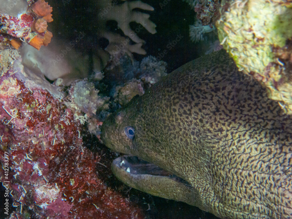 fish on the sea floor
fish on the sea floor