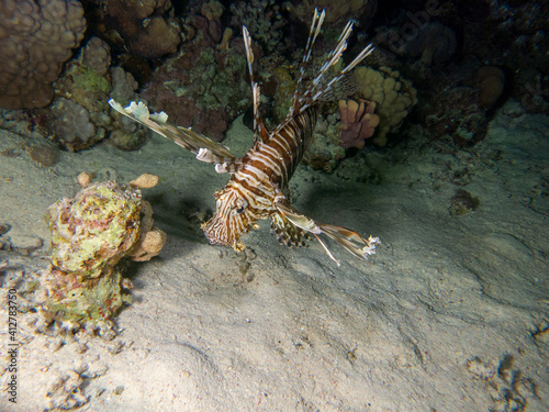 fish on the sea floor 