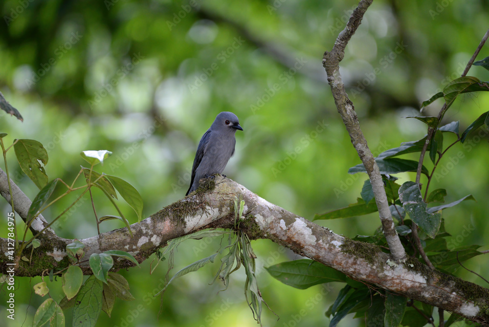 Ashy Drongo (Dicrurus leucophaeus) bird perching on tree branch in forest