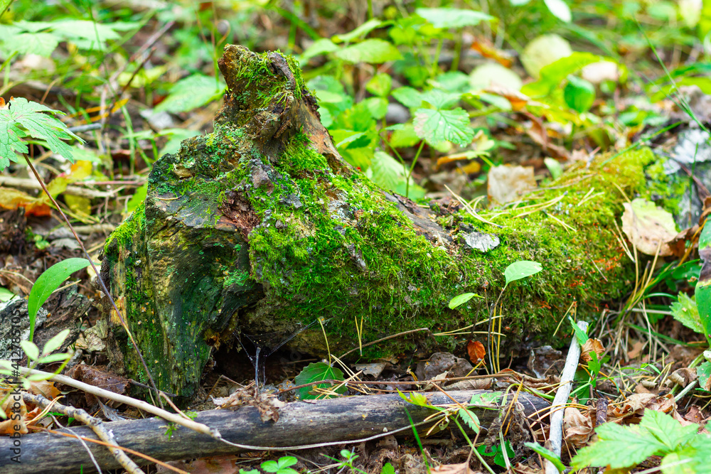 Obraz premium old aspen tree covered with green moss on a bright sunny summer day. selective focus