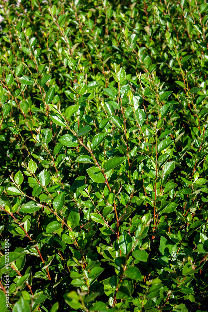 Cotoneaster thickets on a sunny day, side view. Green leaves of cotoneaster in the sun. Cotoneaster bush close-up. Cotoneaster thickets on a sunny day, side view. Green leaves of cotoneaster in the sun. Cotoneaster bush close-up.