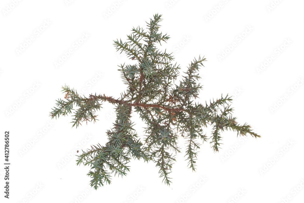 Obraz premium green branch isolated on white background