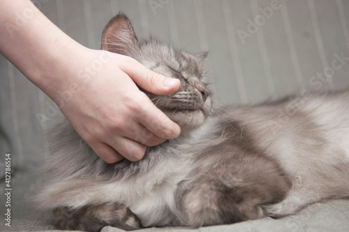 The child's hand is stroking the cat's head.