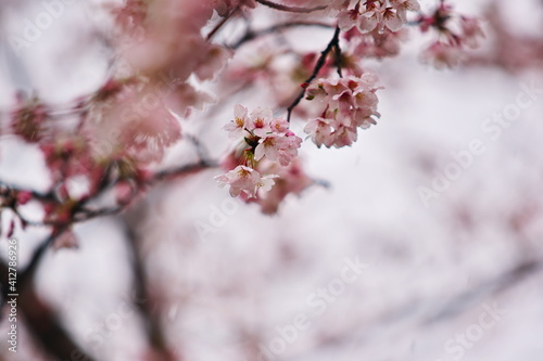 みぞれ降る中で咲く桜