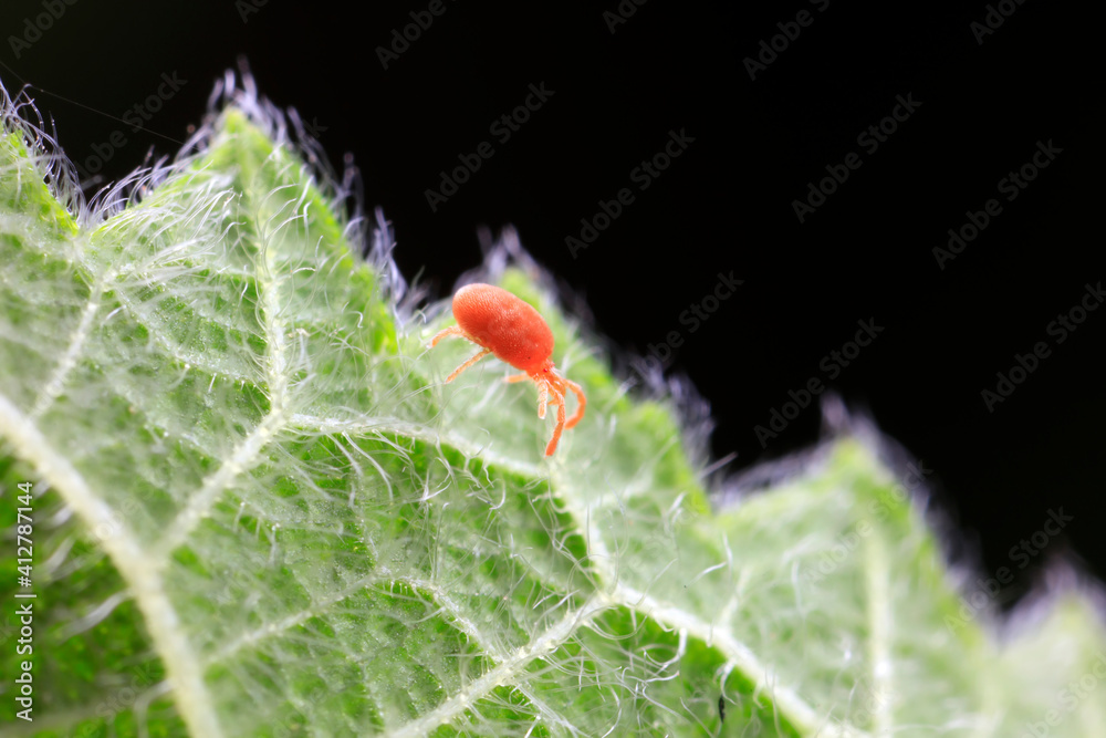 Red spider perches on wild plants, North China Red spider perches on wild plants, North China