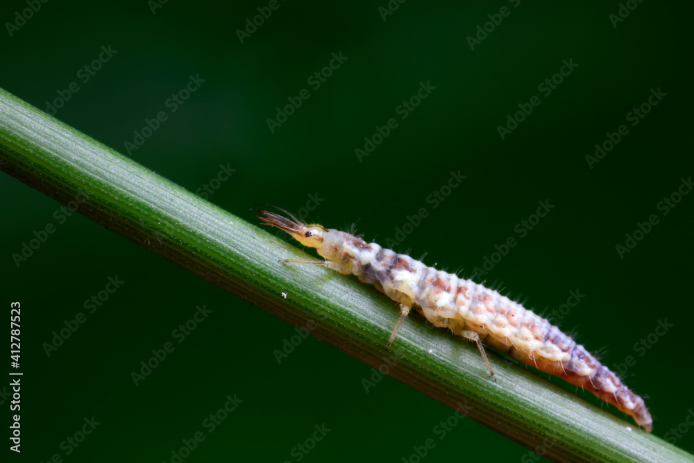 Aphid lions live on wild plants in North China