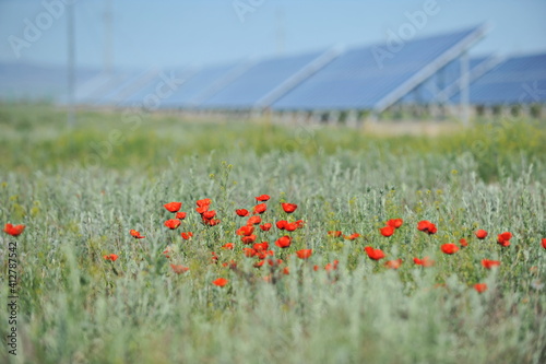 Zhambyl region  Kazakhstan - 05.15.2013   A poppy field grows on the territory of the solar station
