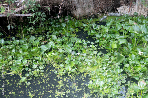 Water hyacinth in natural water in canal