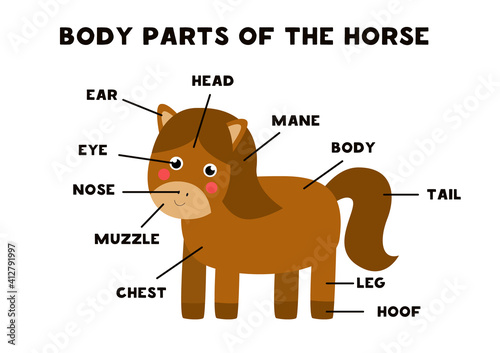 Body parts of the horse. Scheme for children.