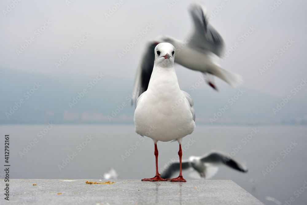 One white larus ridibundus look straight ahead standing on the platform in cloudy day One white larus ridibundus look straight ahead standing on the platform in cloudy day
