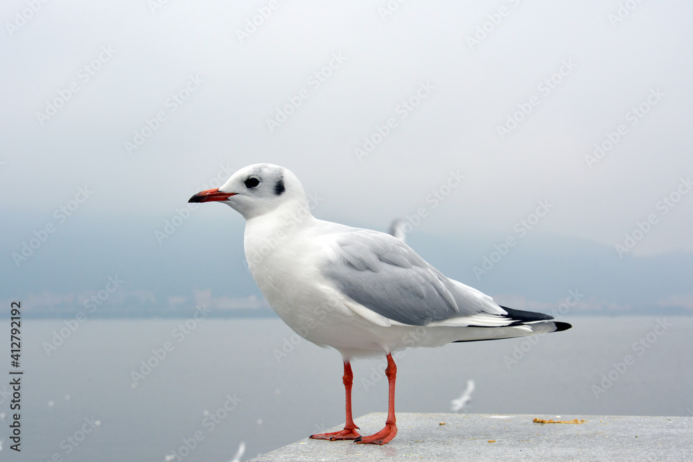 One white larus ridibundus retract its head standing on the platform in cloudy day One white larus ridibundus retract its head standing on the platform in cloudy day