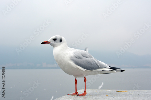 One white larus ridibundus retract its head standing on the platform in cloudy day