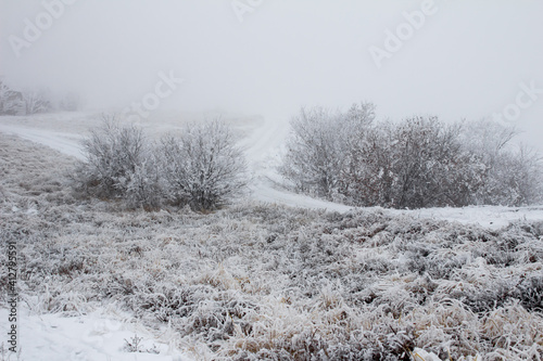 Snowy forest on a gloomy day tree covered with snow. Snow-covered winter steppe during fog. Trees and grass covered with frost