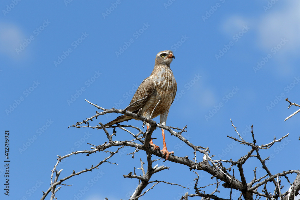 tailed hawk perched on branch tailed hawk perched on branch