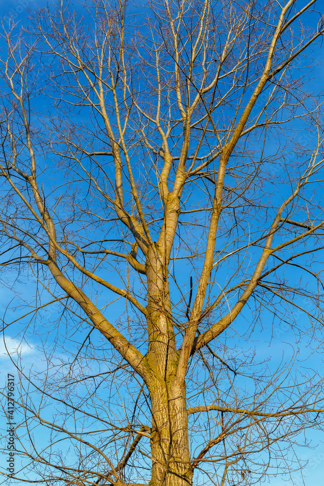 Canadian poplar, close-up of its trunk and branches in winter without leaves. Populus canadensis. Canadian poplar, close-up of its trunk and branches in winter without leaves. Populus canadensis.