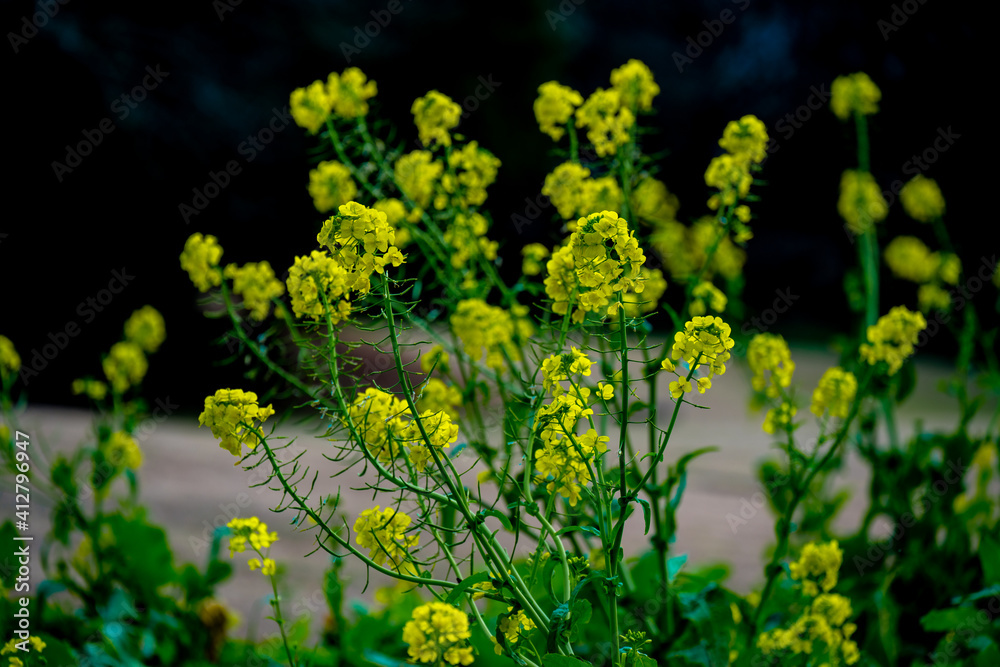 風土記の丘の菜の花 風土記の丘の菜の花