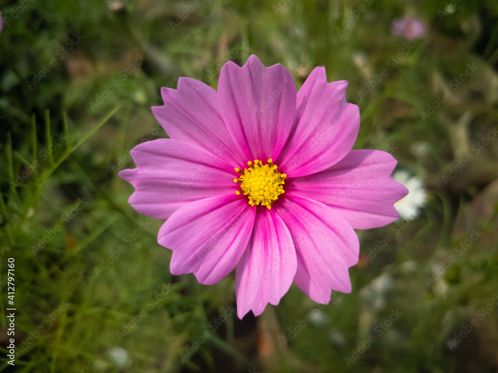 beautiful Aster flower in a bright sunny day in dhaka beautiful cosmos flower in a bright sunny day in dhaka beautiful Aster flower in a bright sunny day in dhaka beautiful cosmos flower in a bright sunny day in dhaka