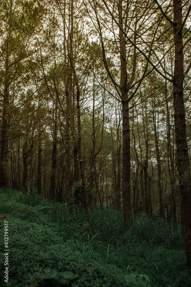 Fototapeta premium forest in the fog