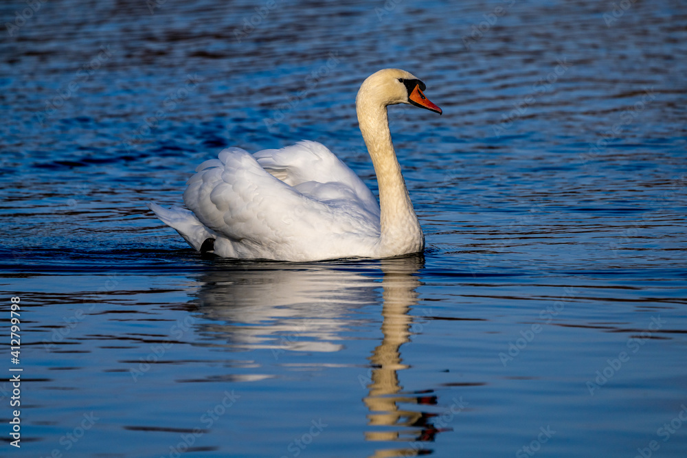 Mute swan, Cygnus olor swimming on a lake Mute swan, Cygnus olor swimming on a lake