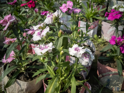 beautiful small flower in a sunny day