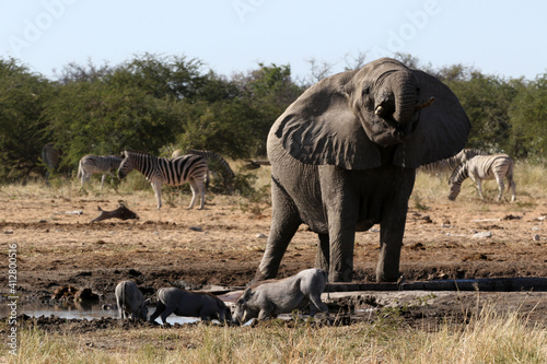 Thirsty elephant share the waterhole with the warthog's in the Etosha National Park in Namibia