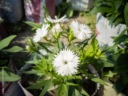 beautiful small flower in a sunny day photo