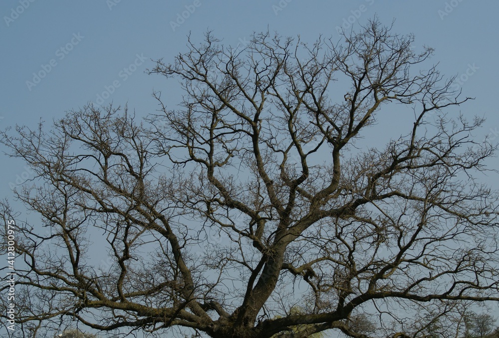 A close up shot of a scenery that captures a pale tree spreading its branches through the blue sky. A close up shot of a scenery that captures a pale tree spreading its branches through the blue sky.