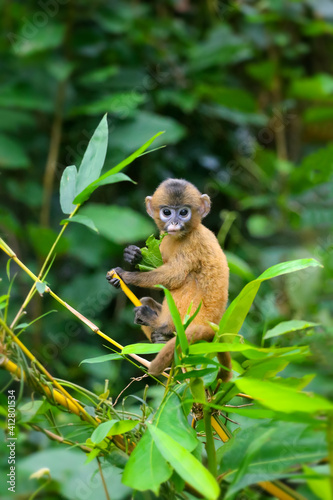 A small yellow baby monkey is learning to feed in the wild. Leaf Monkeys or Dusky Langur and mother who are living in the forest