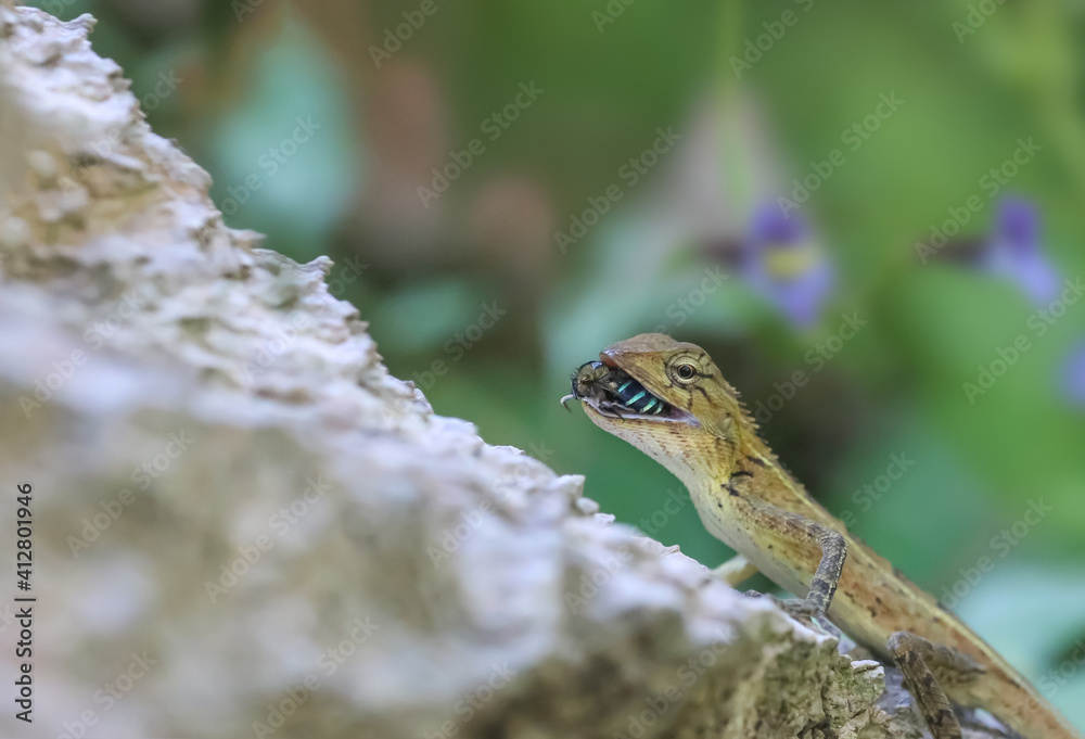 A chameleon is holding a bee or an insect in its mouth in the park. A chameleon is holding a bee or an insect in its mouth in the park.