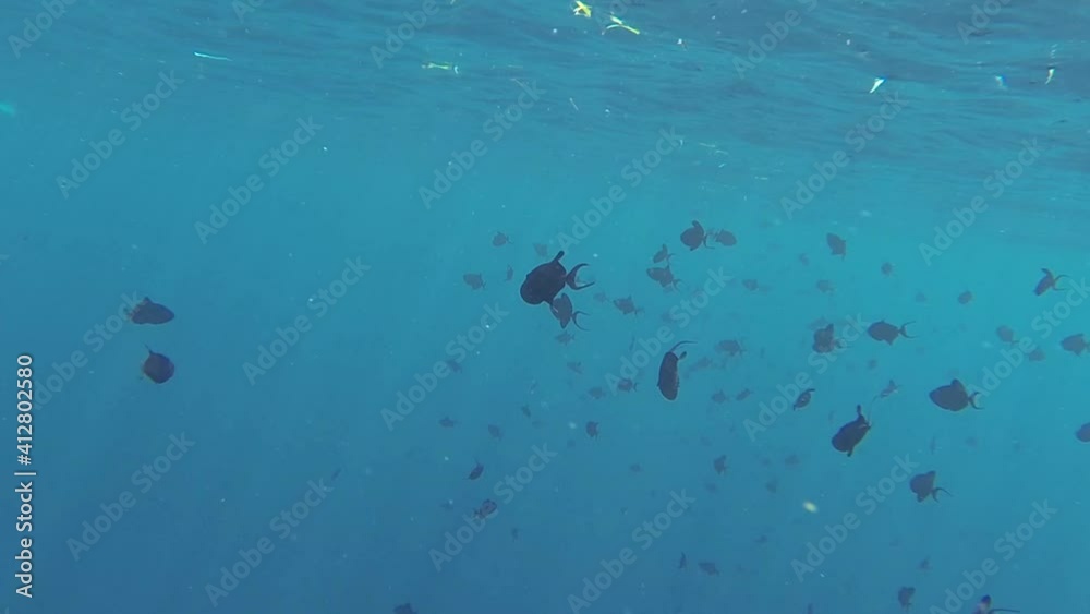 many red toothed triggerfish many red toothed triggerfish