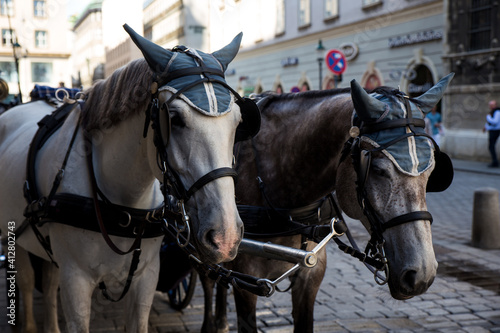 horse and carriage © Yaroslav Radniuk
