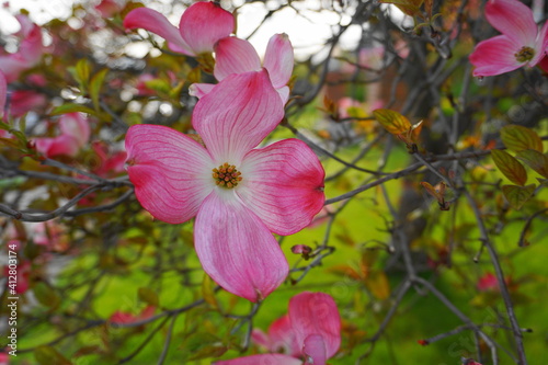 Showy and bright pink dogwood tree biscuit-shaped flowers close up.
