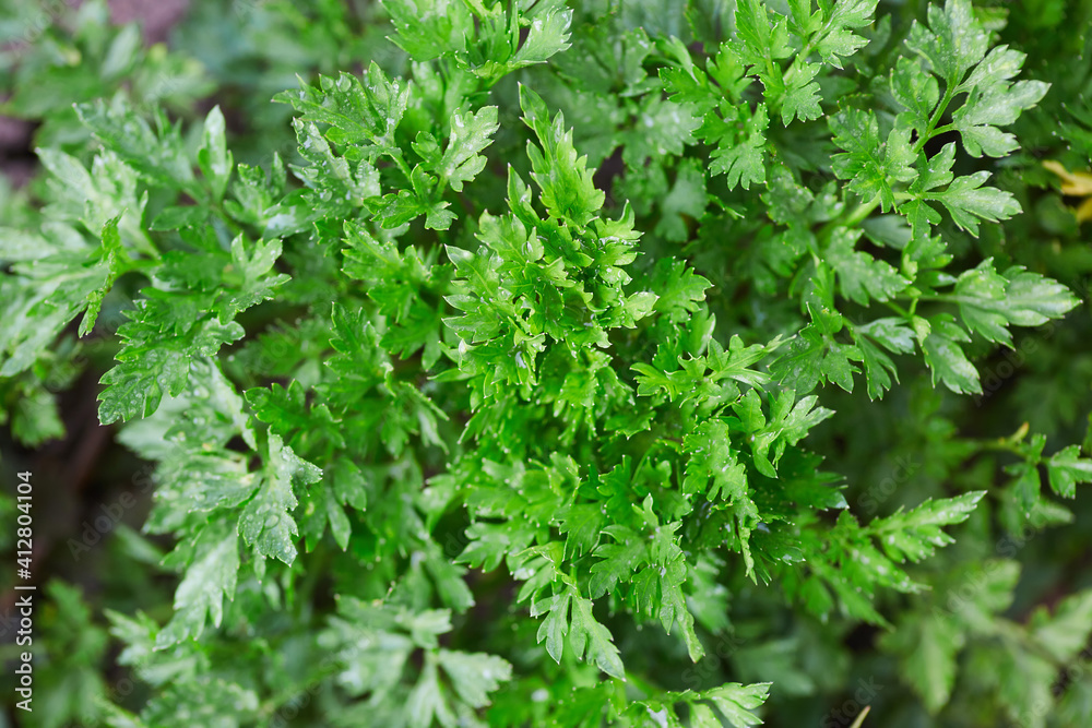 The plant is leafy parsley. Seasoning for various dishes from the garden. The concept of organic food. The plant is leafy parsley. Seasoning for various dishes from the garden. The concept of organic food.