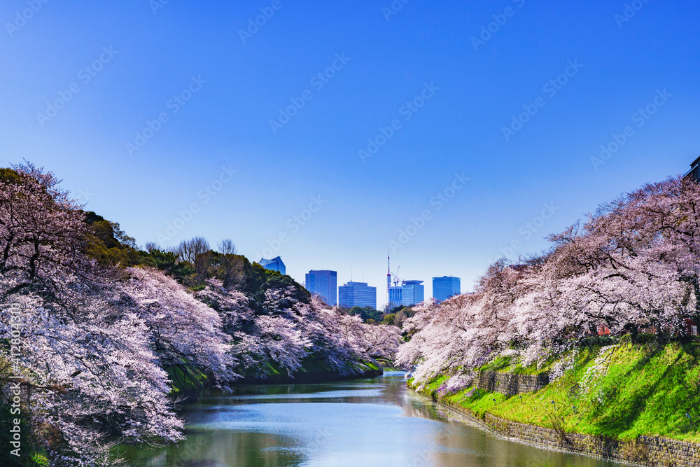 サクラ　千鳥ヶ淵　【東京の春のイメージ】