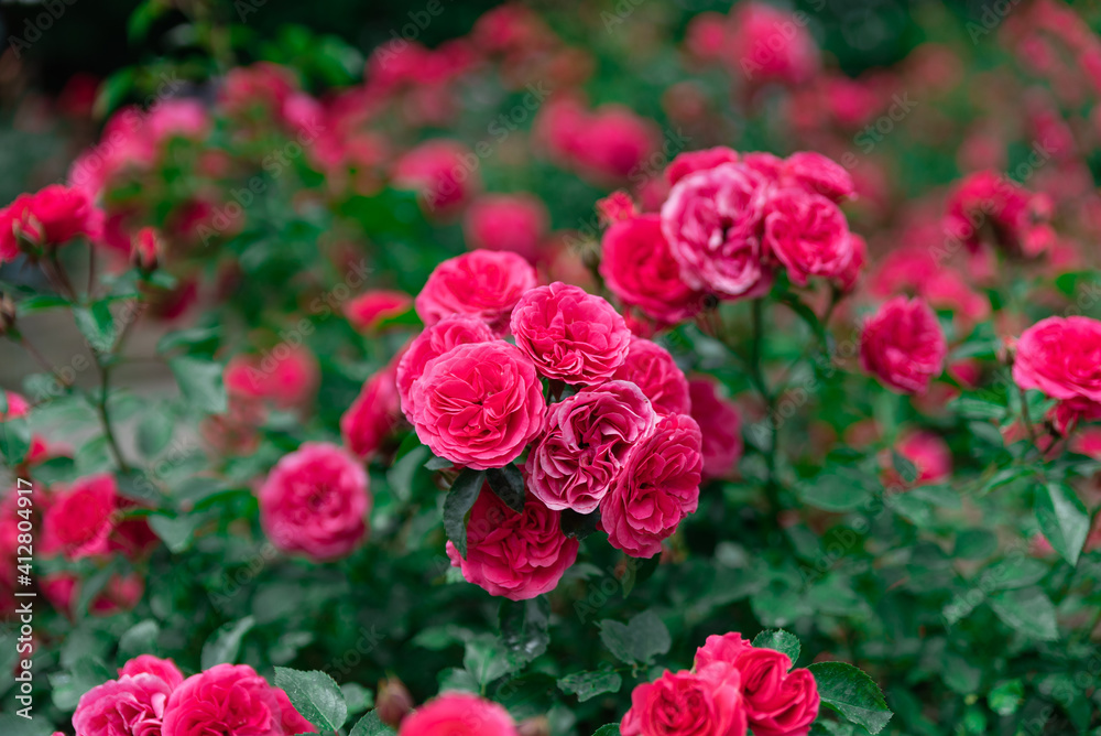 鮮やかな薔薇 鮮やかな薔薇
