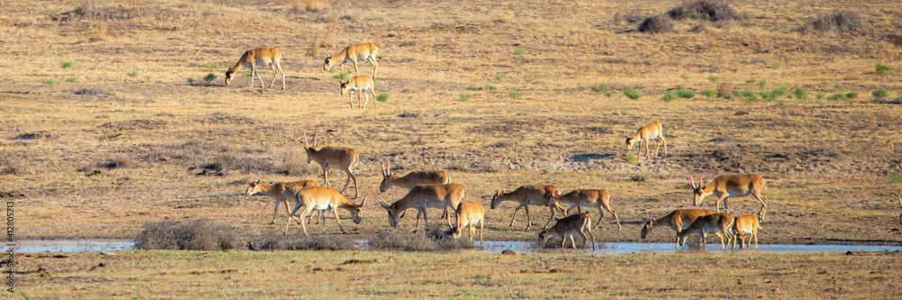 In savannah, steppe, prairie a herd of saigas is grazed. This is part of the largest herd of saigas in the world. In savannah, steppe, prairie a herd of saigas is grazed. This is part of the largest herd of saigas in the world.