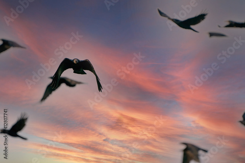 A flock of crows fly in a dramatic blue , orange and red sky. Selective focus