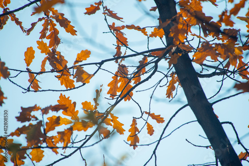 red autumn leaves