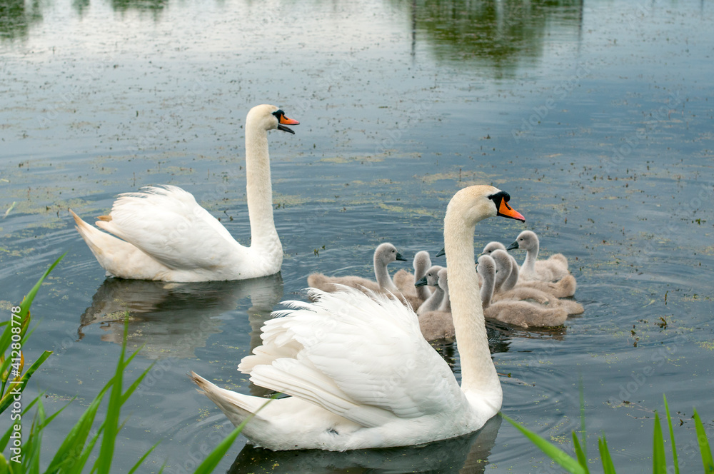 Fototapeta premium pair of swans with little swans