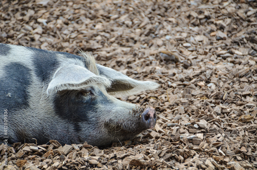 Geflecktes Schwein mit dreckiger Schnauze Geflecktes Schwein mit dreckiger Schnauze