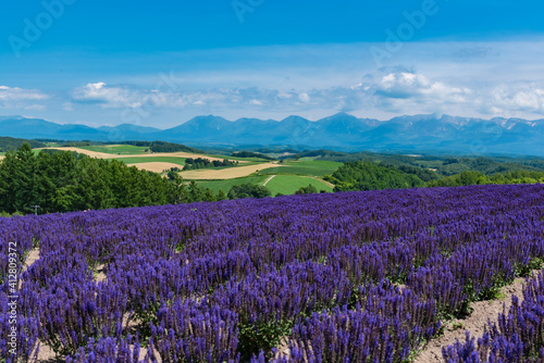 丘に広がる紫の花