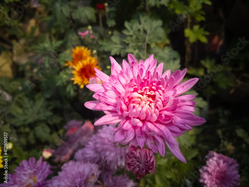 beautiful Aster flower in a bright sunny day in dhaka